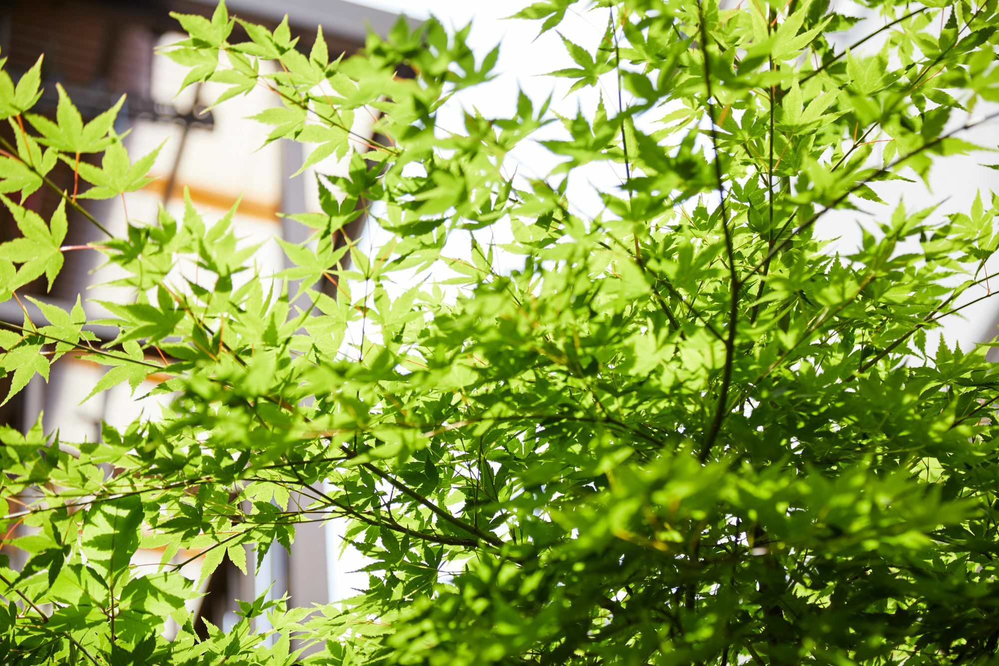 Tachibana An Quioto Exterior foto